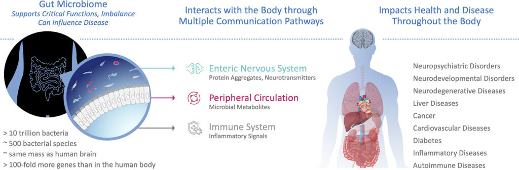 Microbiome Gut Interface - infographic